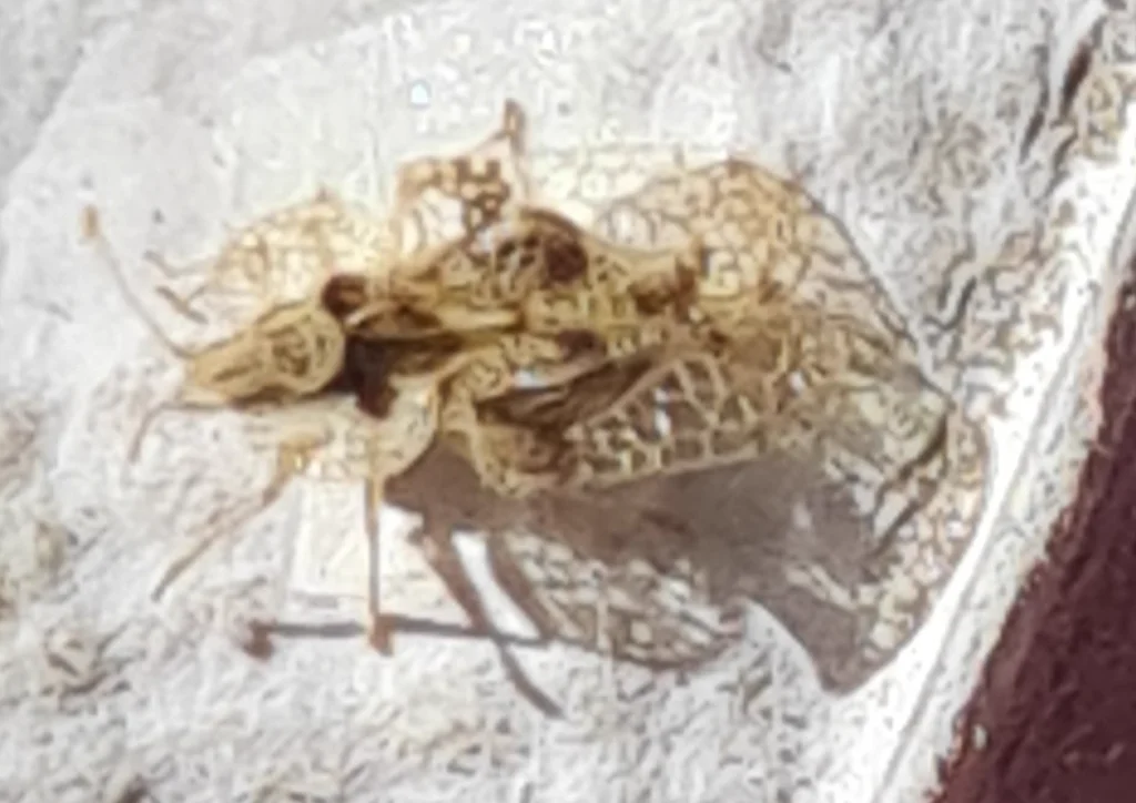 Oak lace bug adult on white surface showing lacework wing structure