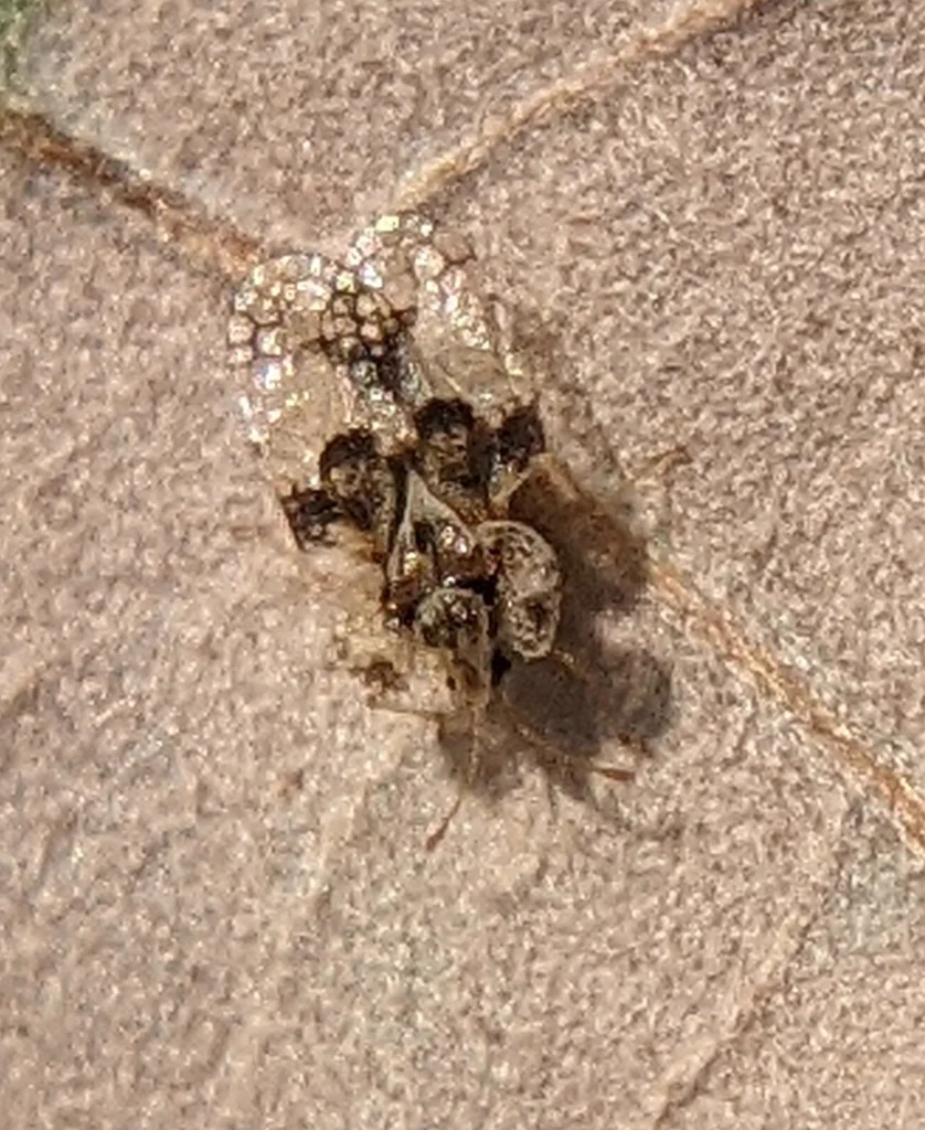 Oak lace bug colony with nymphs and black fecal spots on leaf underside