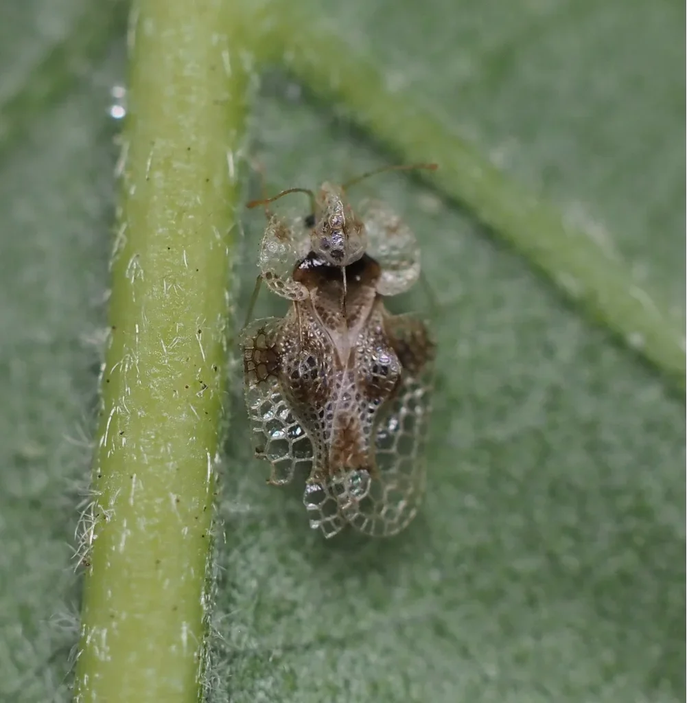 Oak lace bug nymph on green oak leaf in natural habitat