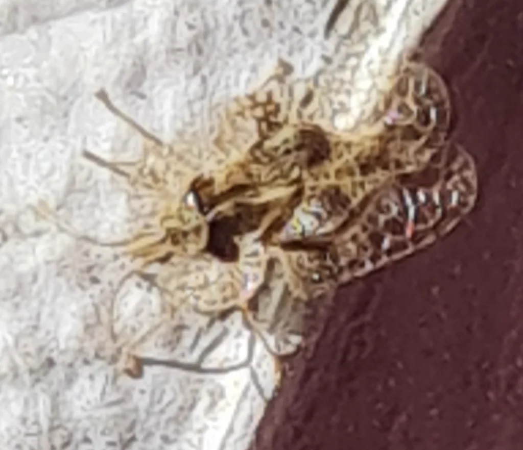 Close-up of oak lace bug showing delicate lacework wing structure