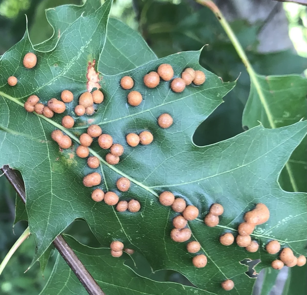 Oak leaf covered with numerous round galls where oak mites live