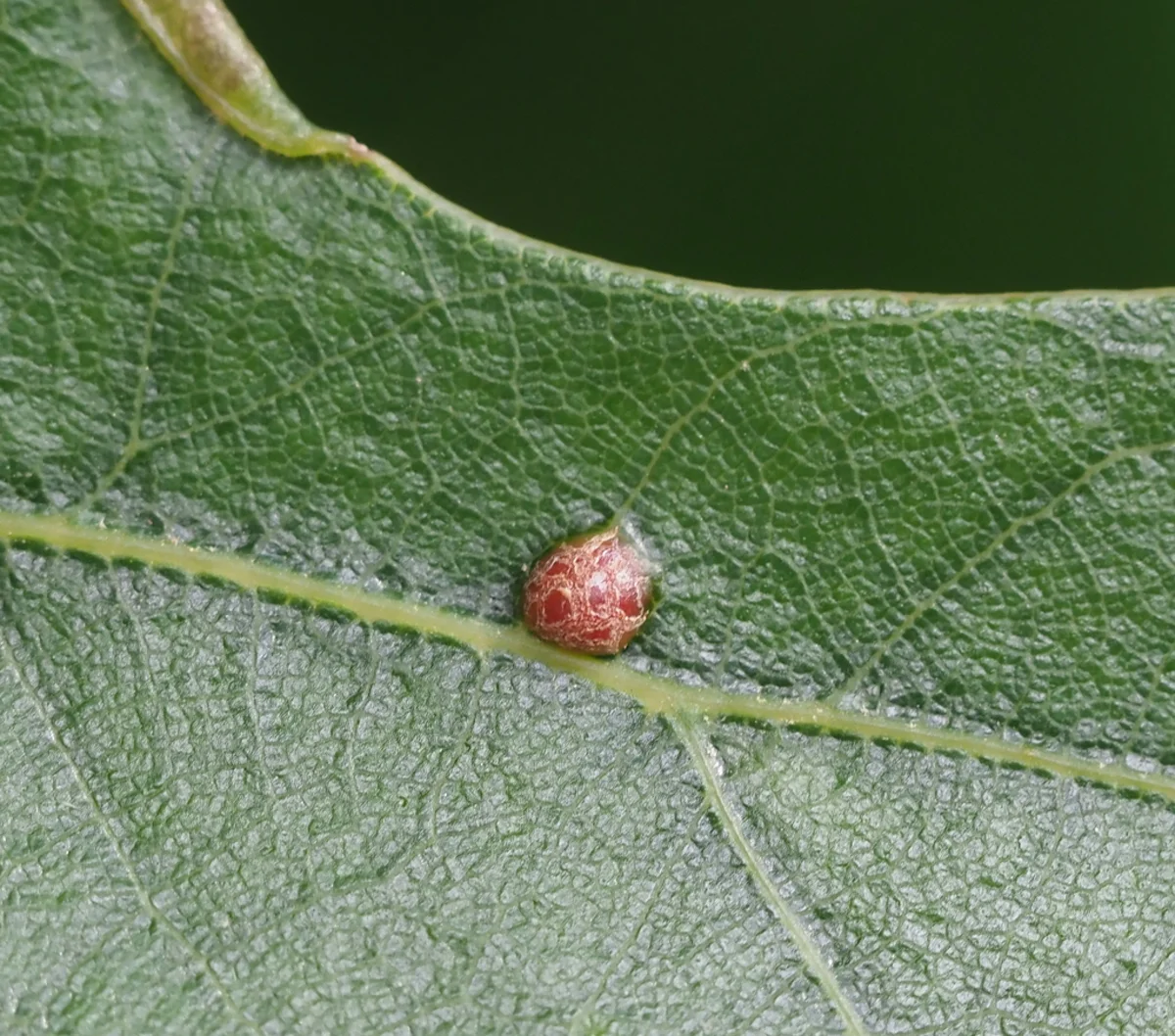 Close-up of a single oak leaf gall on a green leaf