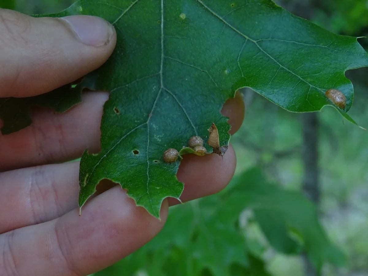 Oak leaf showing margin roll galls along the edges where midge larvae develop