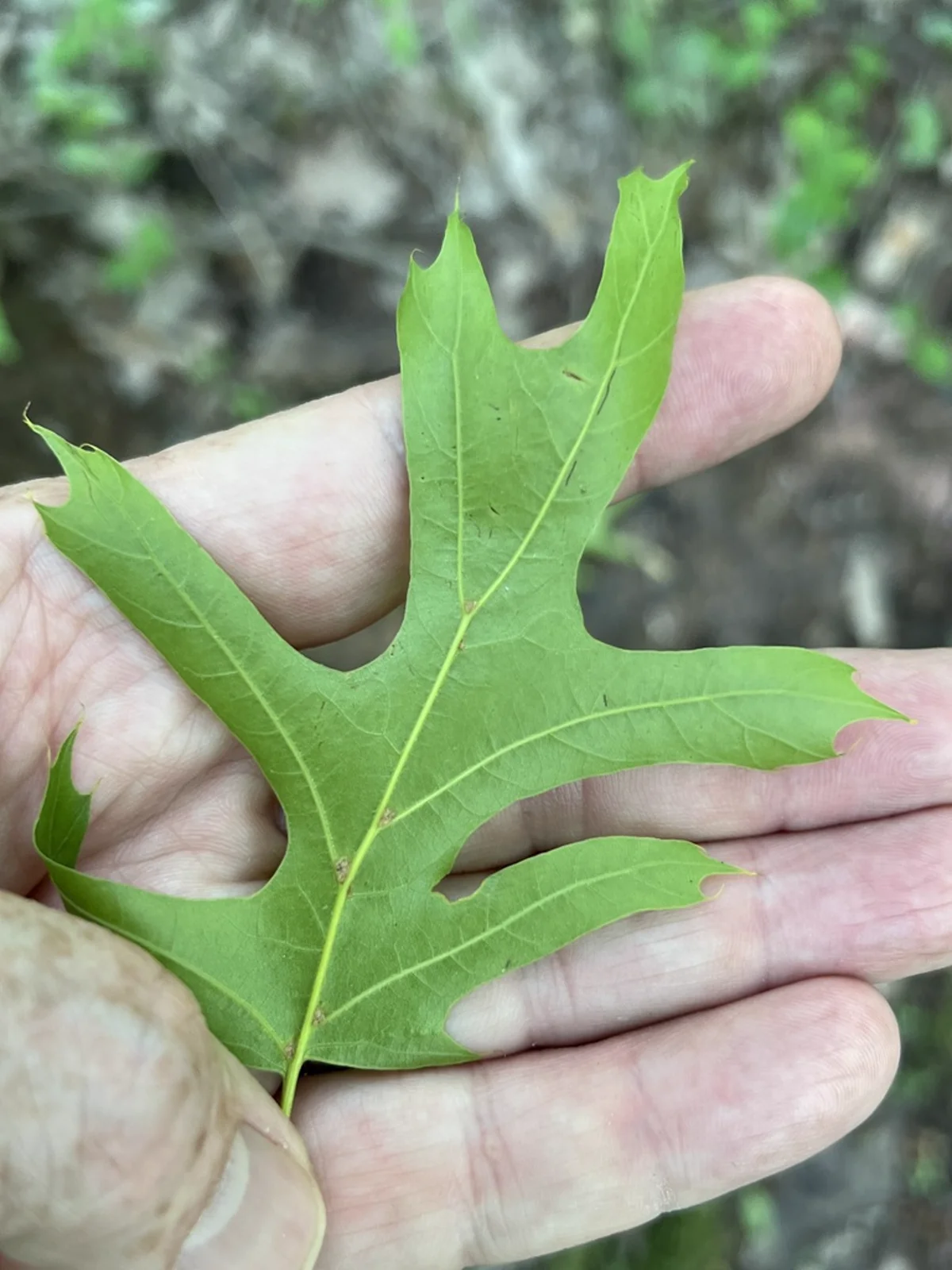 Pin oak leaf showing the distinctive deeply lobed shape typical of trees that host oak mites