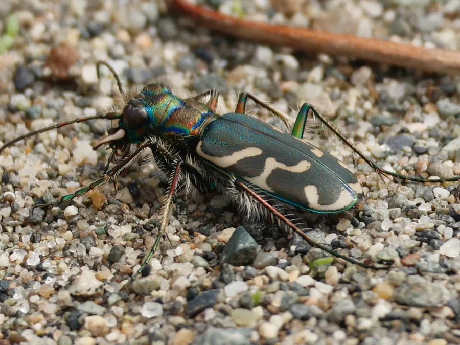 Oblique-lined tiger beetle with bronze-green wing covers and wavy white bands on gravel