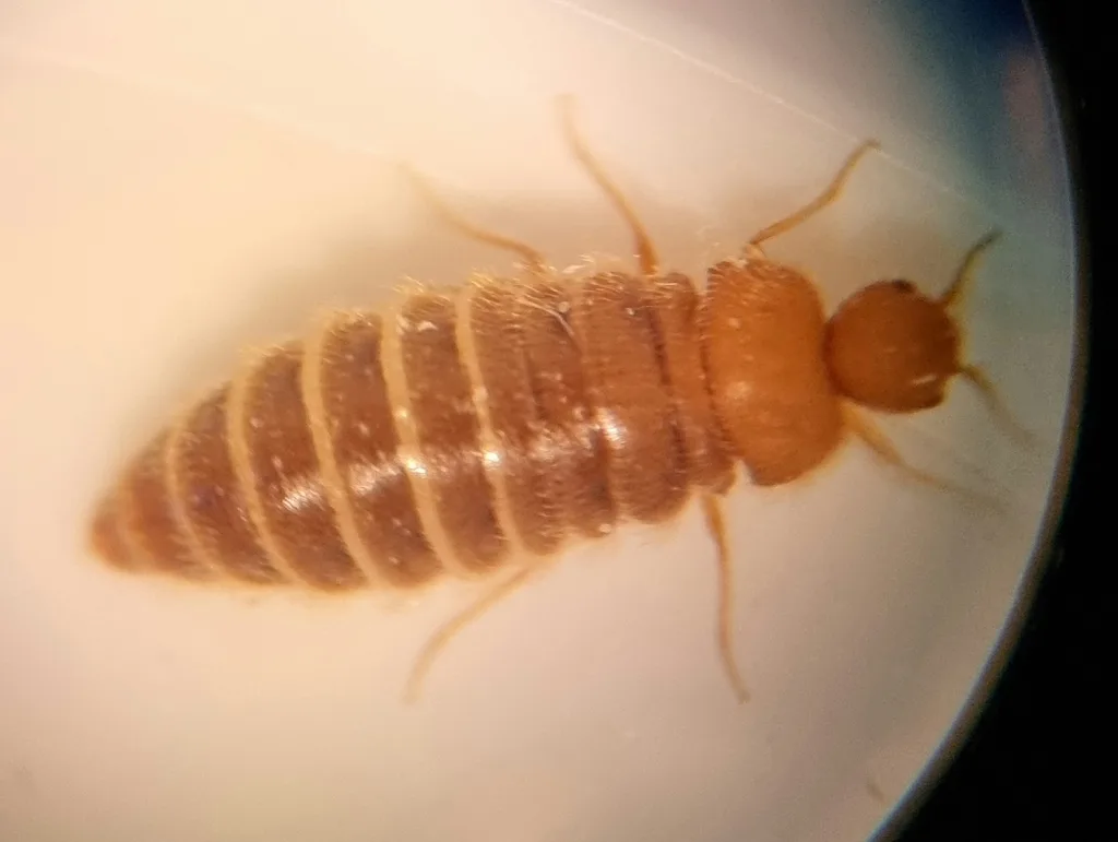 Wingless adult female odd beetle under magnification showing a segmented, grub-like orange-brown body