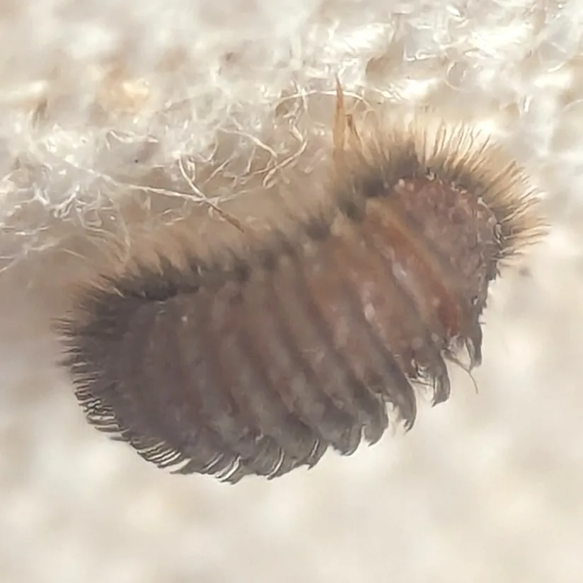 Odd beetle larva resting on wool fibers, one of the materials it feeds on