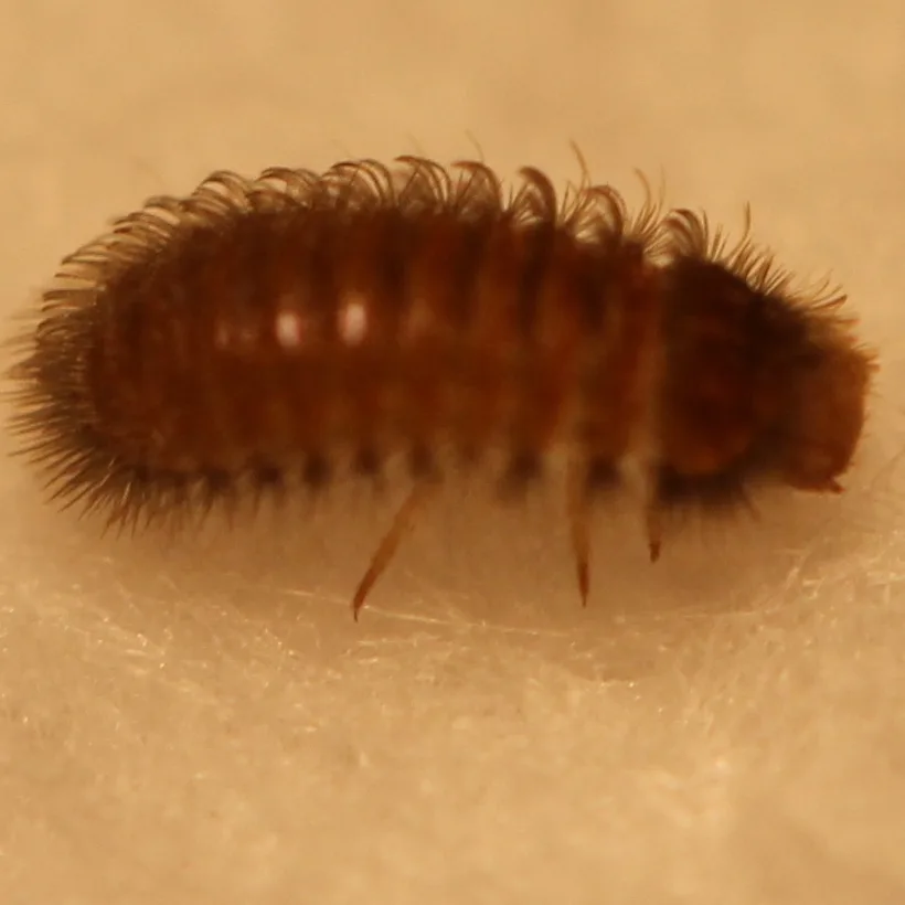 Odd beetle larva from the side showing rows of stiff bristles along each body segment