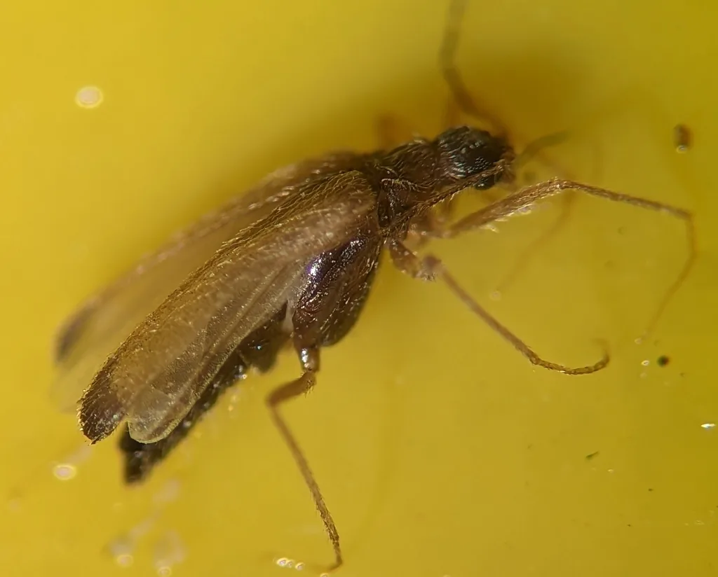 Winged male odd beetle caught on a yellow sticky monitoring trap