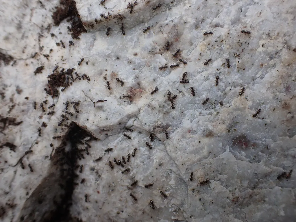 Multiple odorous house ants clustered together showing colony behavior
