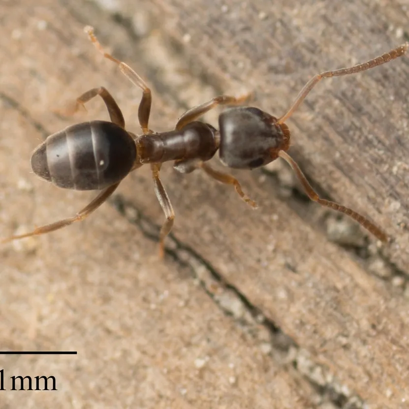 Close-up of an odorous house ant on a leaf