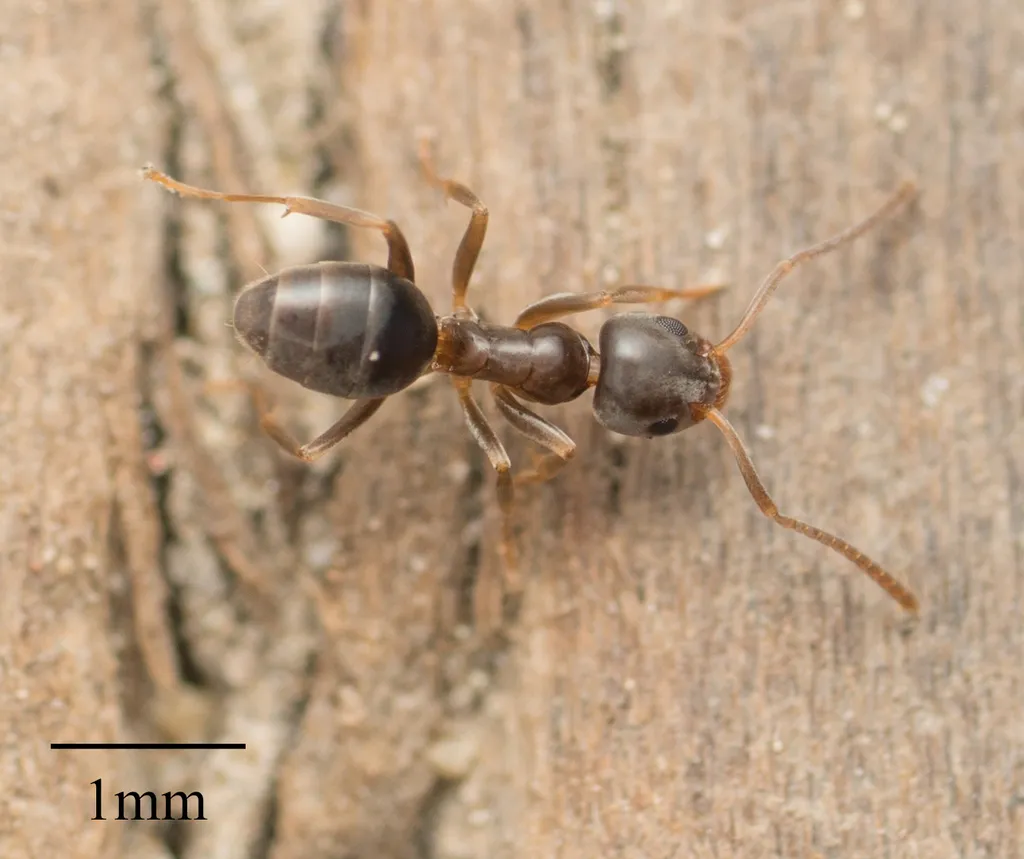 Top-down view of an odorous house ant with scale bar showing its small size