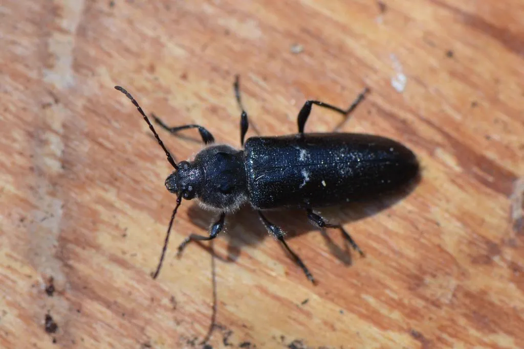 Old house borer beetle viewed from above on light wood surface showing dark body and visible leg structure