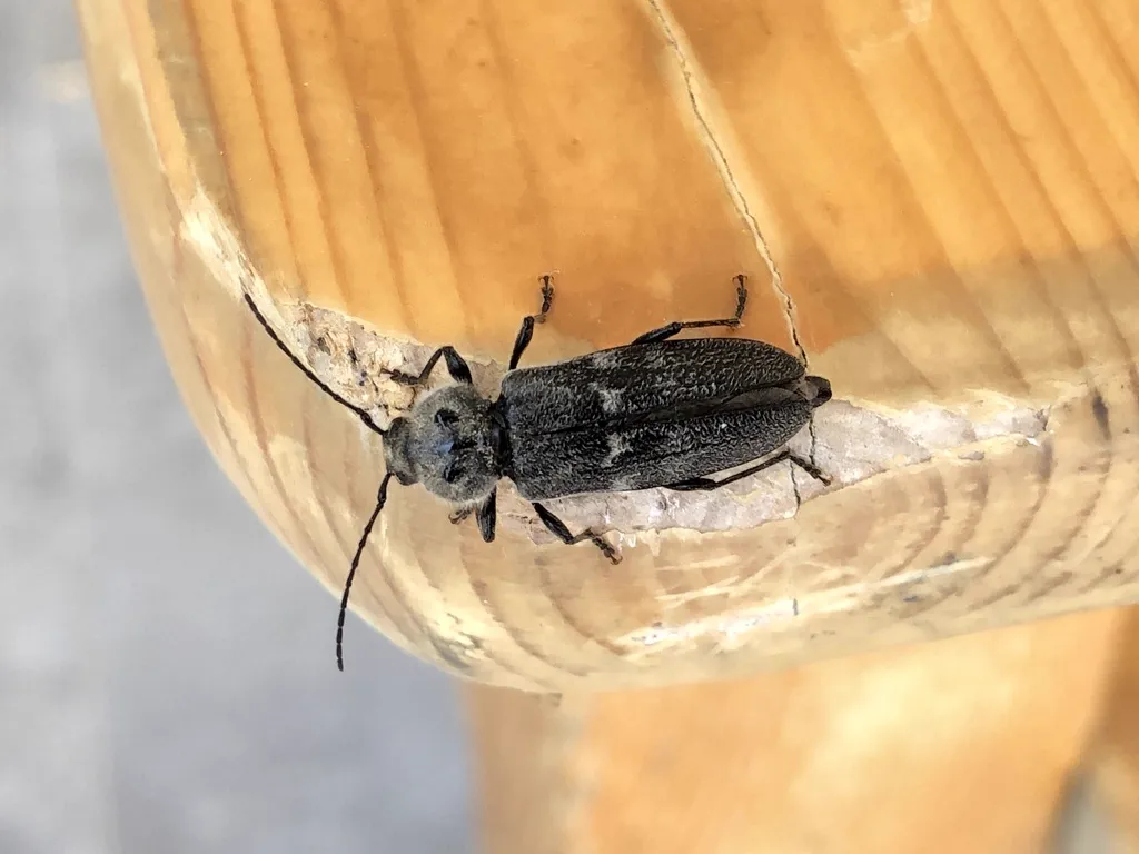 Old house borer adult resting on a wooden post displaying characteristic longhorn beetle body shape