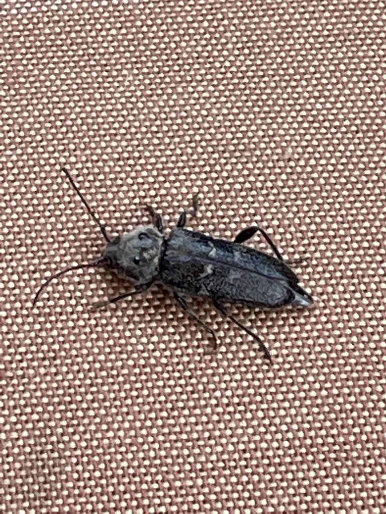 Old house borer specimen showing dorsal view with grayish patches visible on wing covers