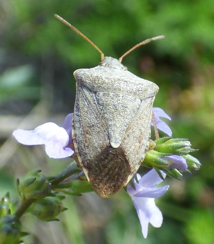 One-spotted stink bug feeding on purple flower in natural habitat