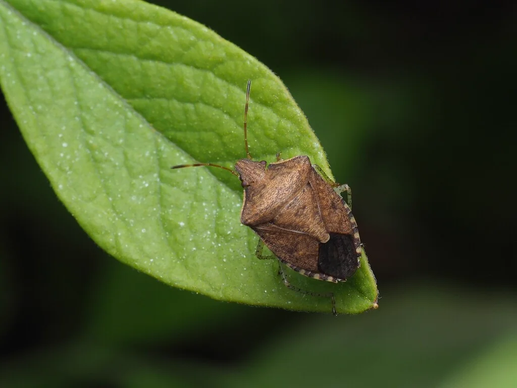 One-spotted stink bug resting on green leaf showing body profile