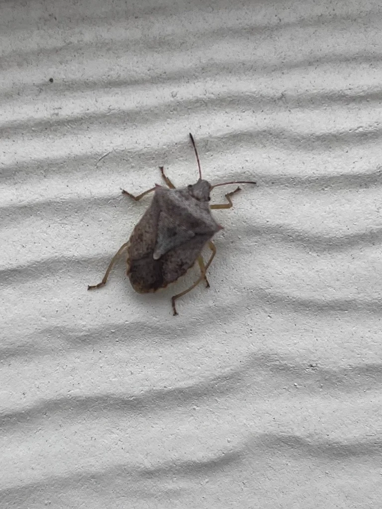 One-spotted stink bug on home exterior siding seeking shelter
