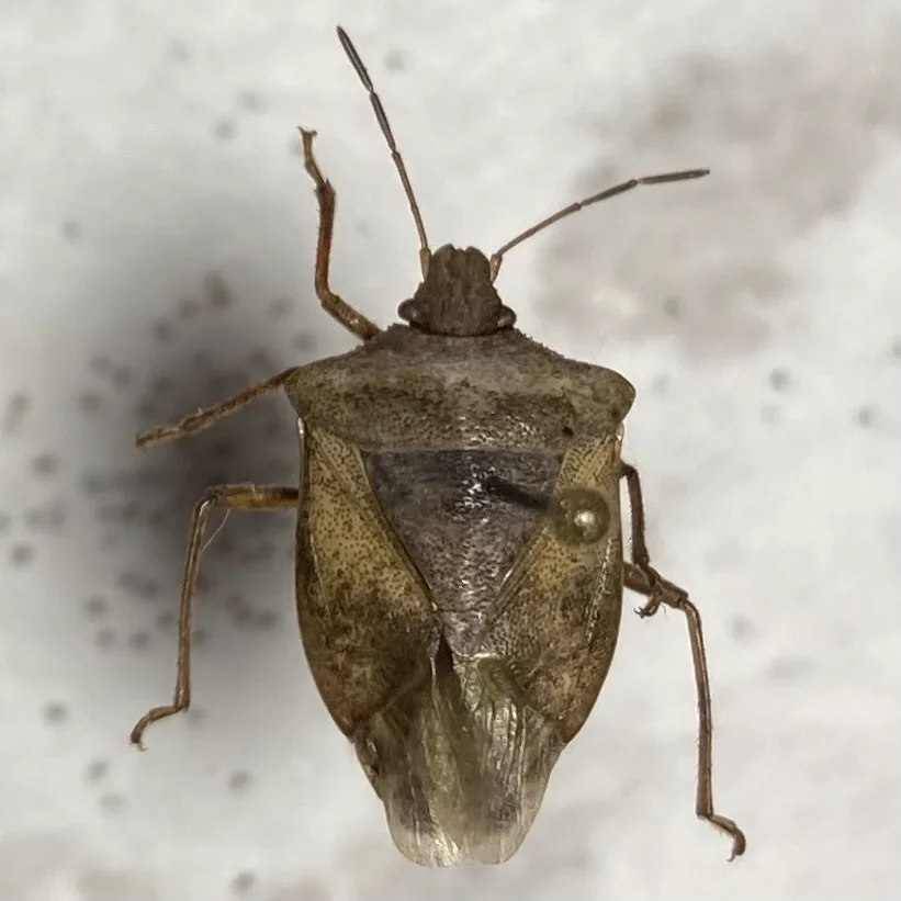 Top-down view of one-spotted stink bug showing mottled brown coloring and shield shape