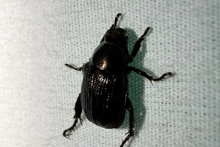 All-black color form of the oriental beetle on a light fabric surface