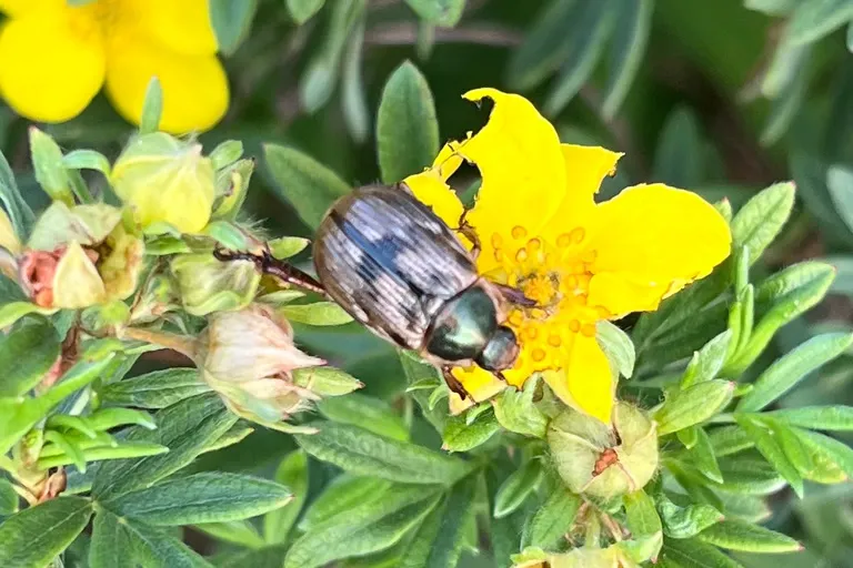Oriental beetle on a yellow potentilla flower in a home garden