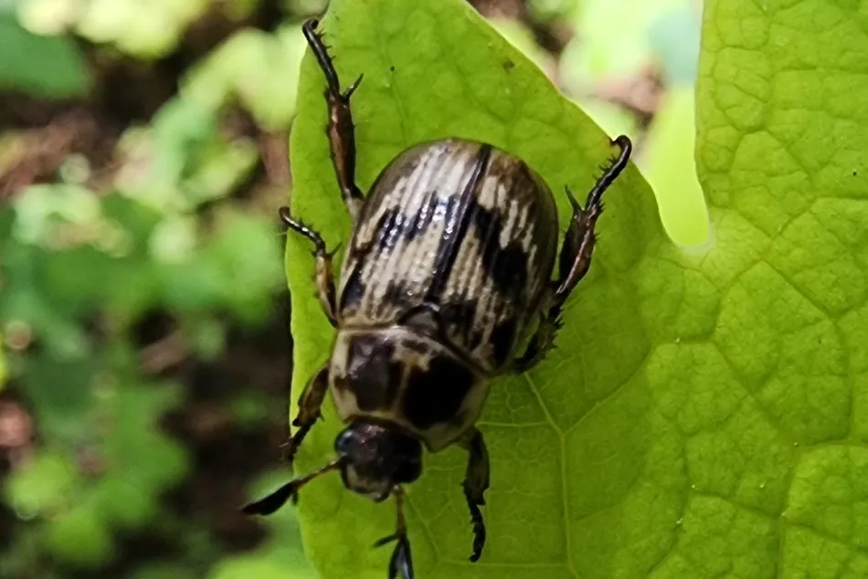 Mottled tan and black oriental beetle resting on a green leaf
