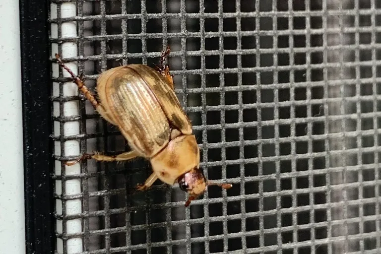 Light tan oriental beetle clinging to a window screen near a lit room