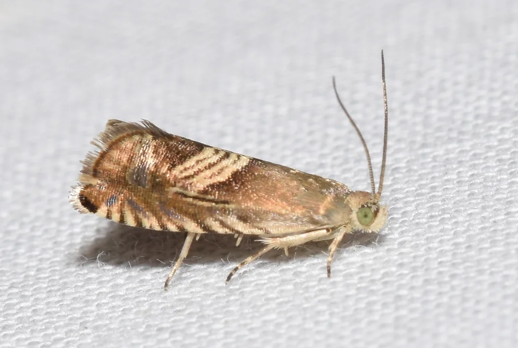 Side view of Oriental fruit moth showing wing detail and body structure