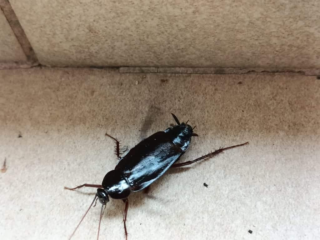 Glossy dark Oriental cockroach