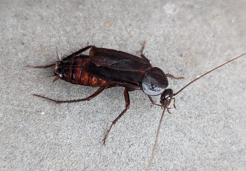 Oriental Roaches photo 1