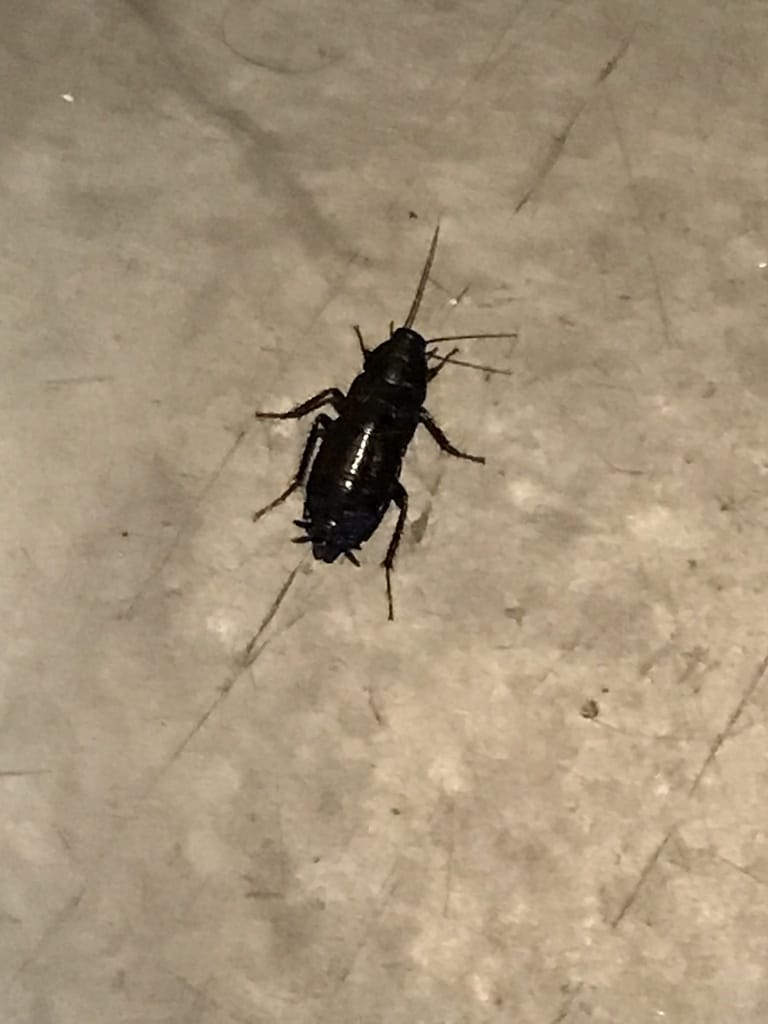 Oriental Roaches photo 2