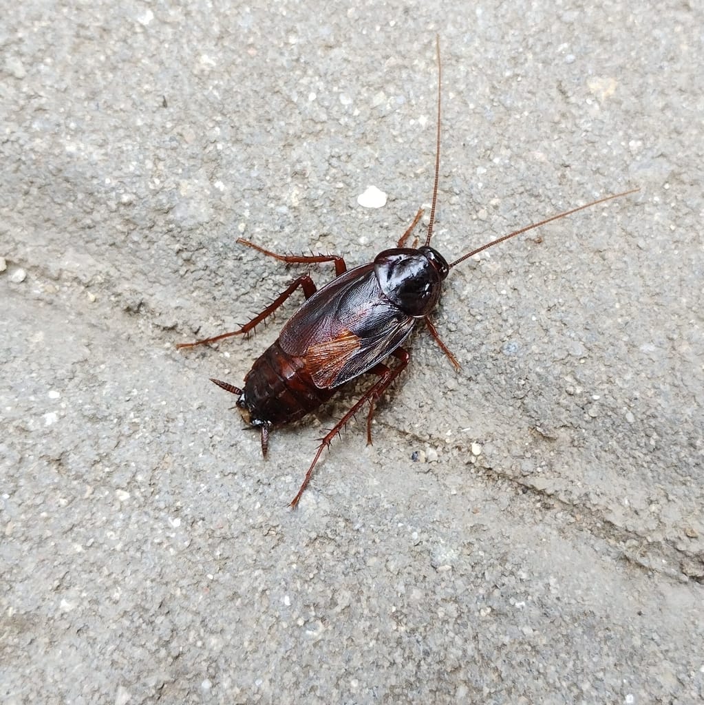 Oriental Roaches photo 3