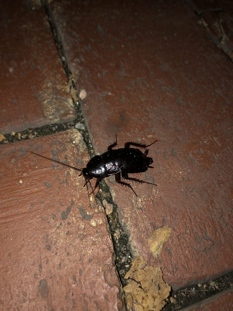 Oriental Roaches photo 4