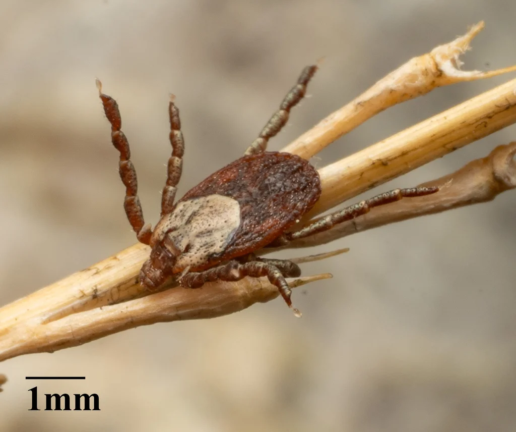 Pacific Coast tick on a plant stem with 1mm scale bar showing actual size