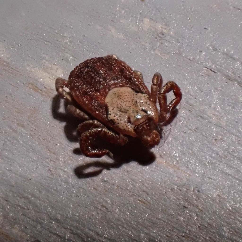 Pacific Coast tick close-up showing detailed body markings and leg structure