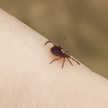 Pacific Coast tick on human skin demonstrating size relative to arm
