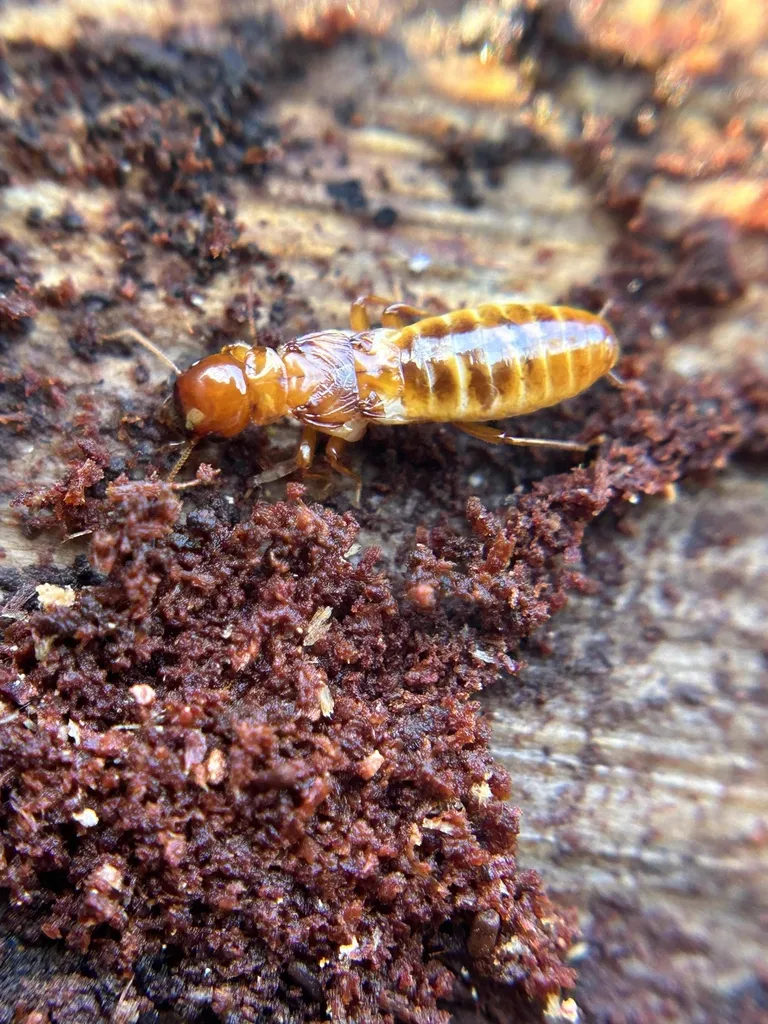Pacific dampwood termite on decaying wood showing full body and natural habitat