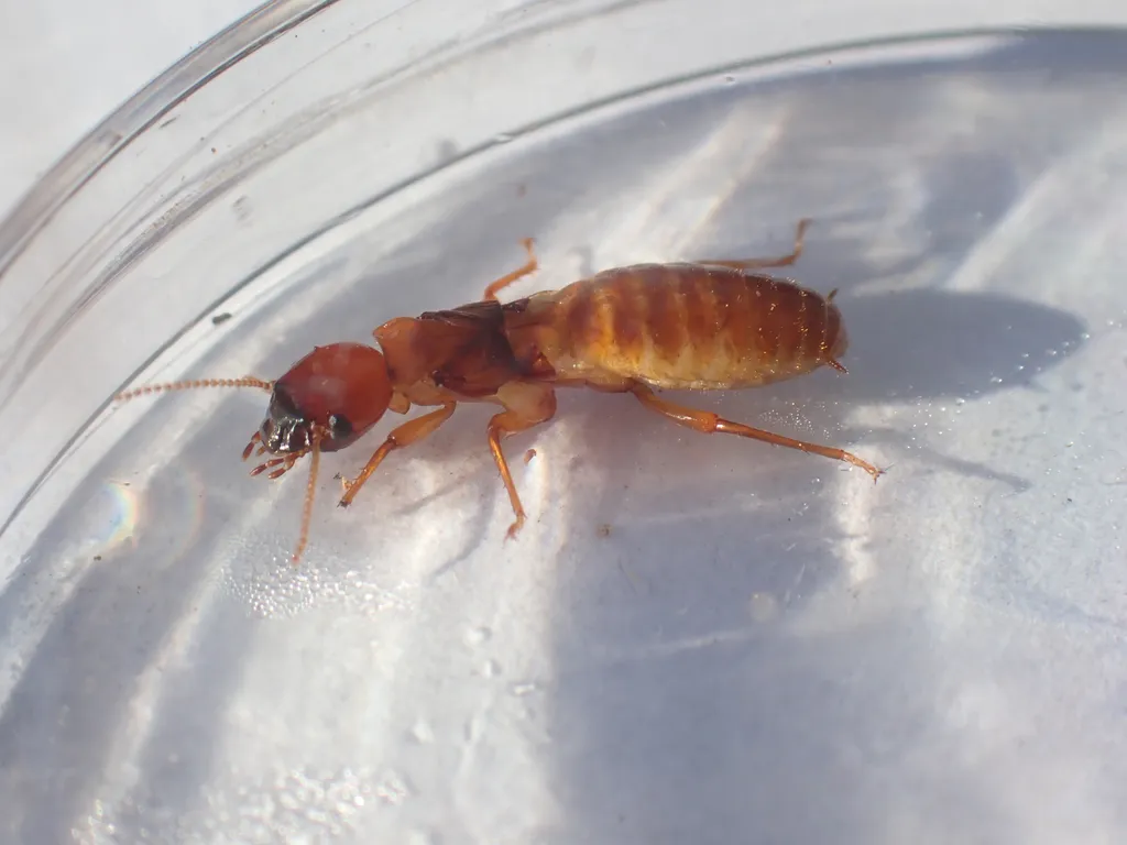 Side view of Pacific dampwood termite showing body segments and legs