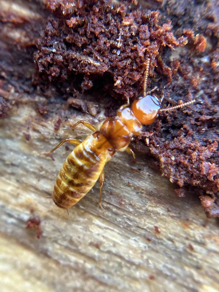 Pacific dampwood termite worker on decaying wood surface