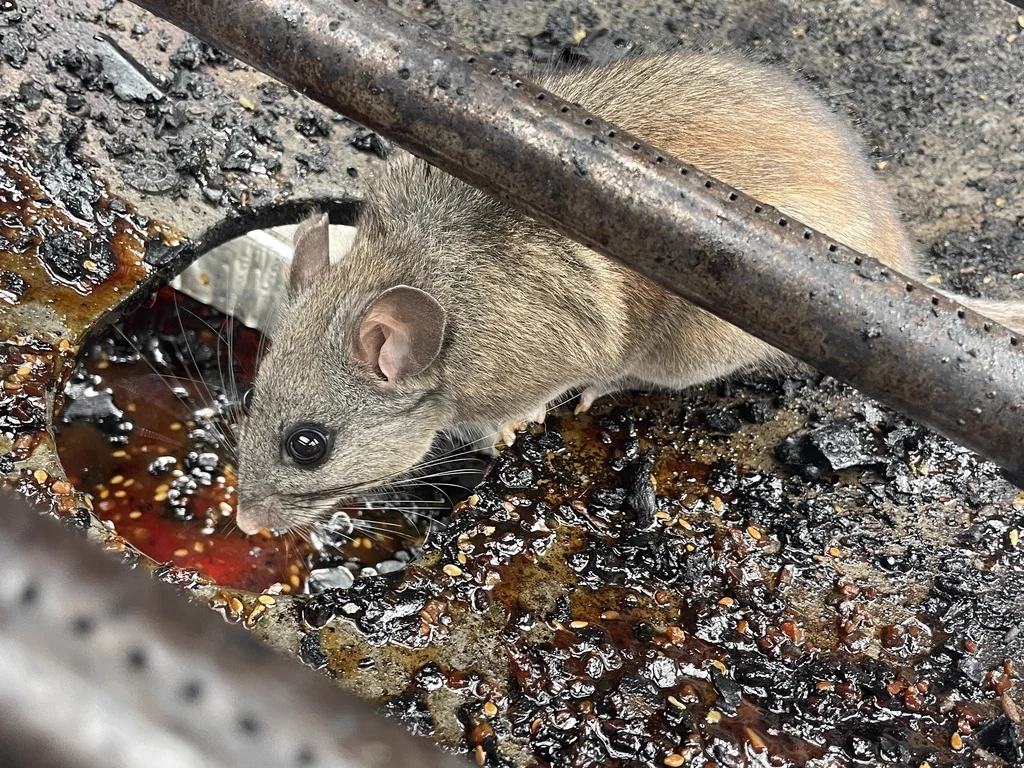 Pack rat foraging near metal surfaces