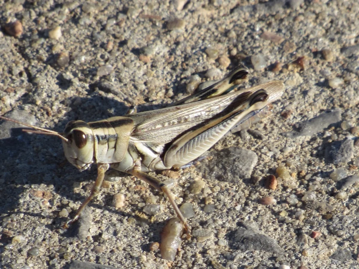 Packard grasshopper resting on gravel showing full body profile and striped pattern