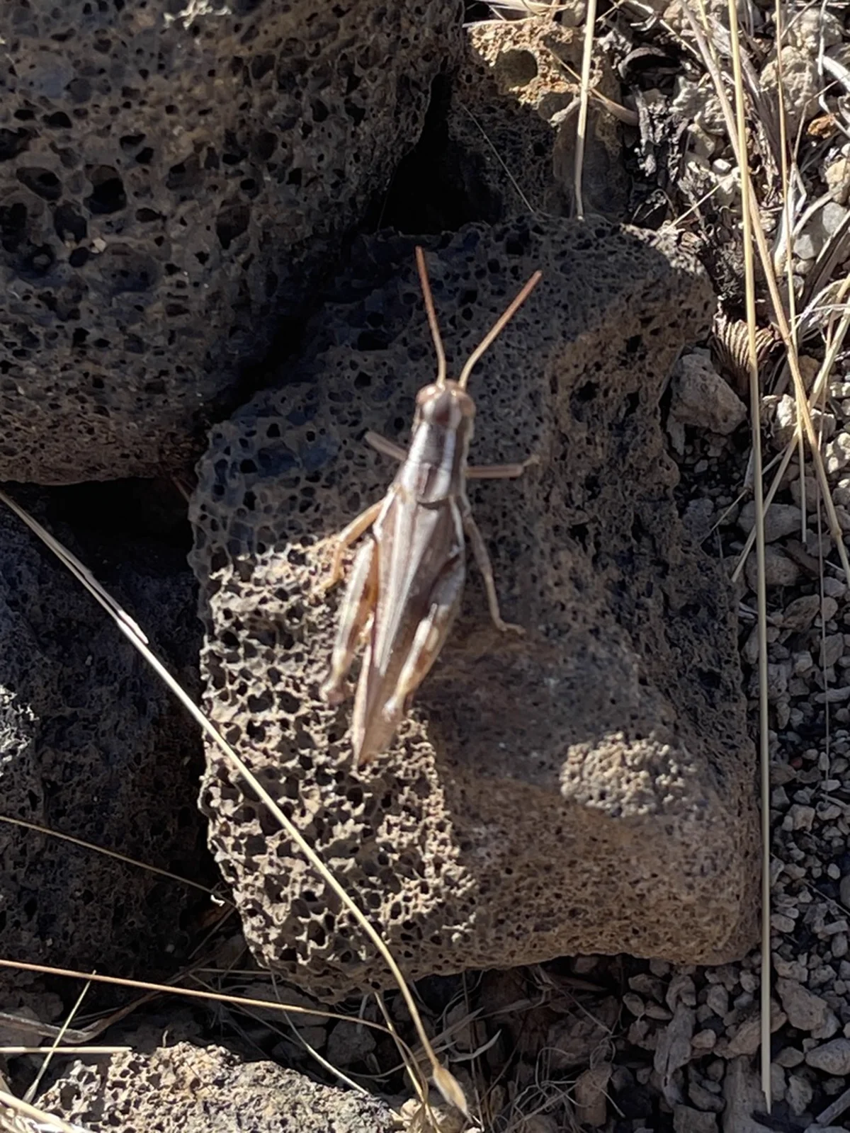 Packard grasshopper on volcanic rock in natural prairie habitat