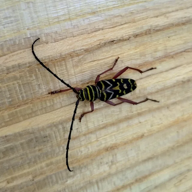 Painted hickory borer crawling across a freshly split piece of hickory firewood with its long black antennae spread out