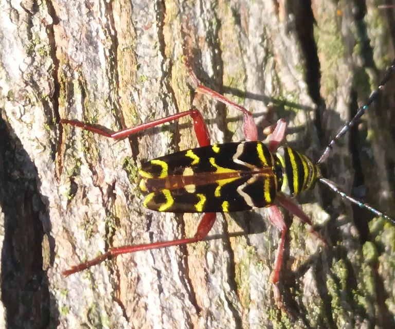Painted hickory borer on a tree trunk in bright sun, showing its long reddish legs and zigzag yellow bands