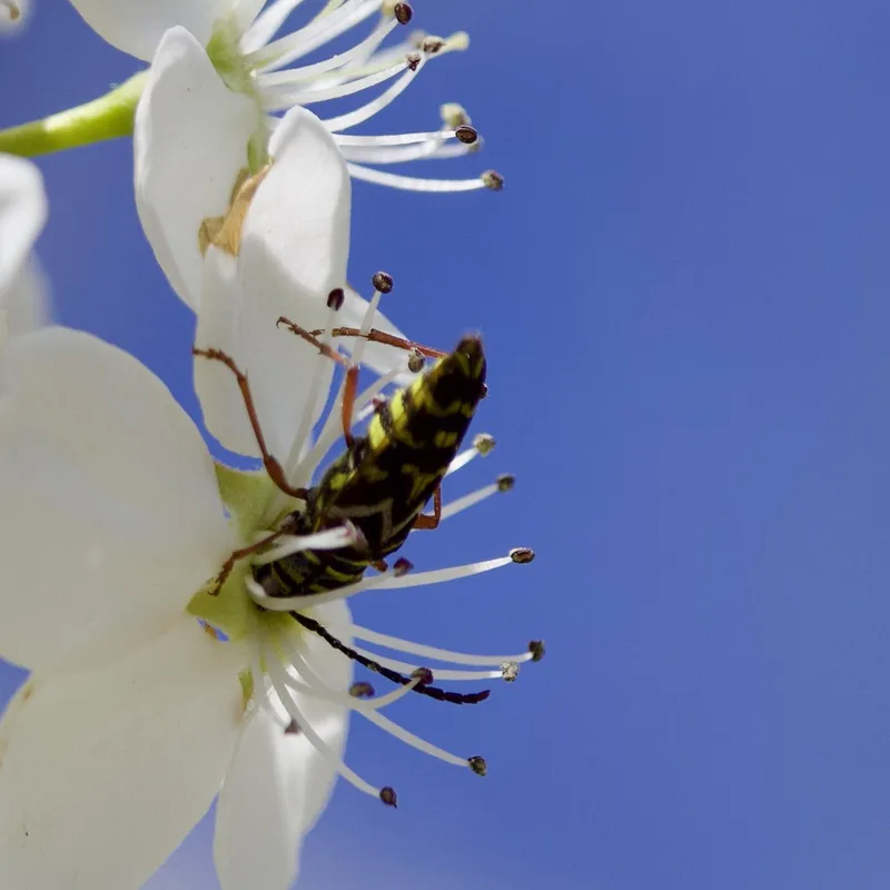 Painted hickory borer feeding on a white spring blossom against a blue sky