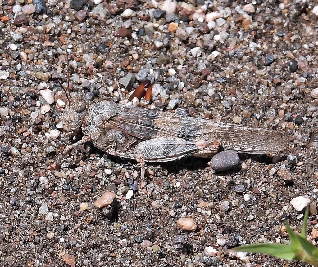 Pallid-winged grasshopper camouflaged on gravel showing cryptic coloration