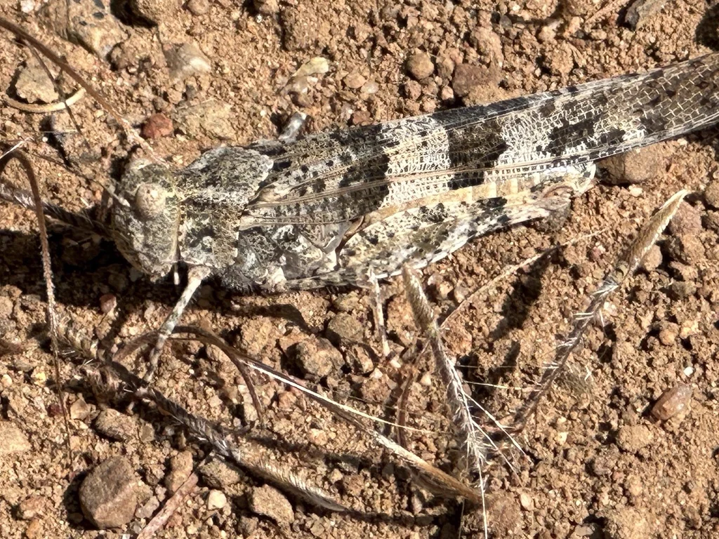 Pallid-winged grasshopper resting on desert soil in natural habitat