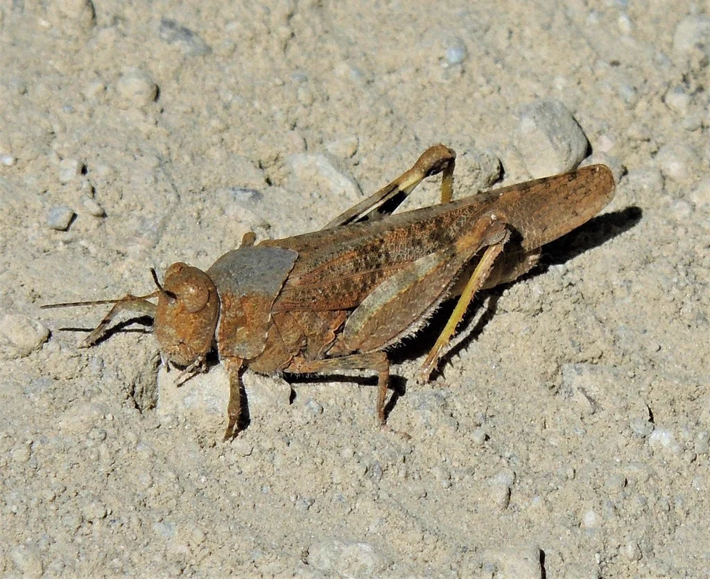 Side profile of a pallid-winged grasshopper on bare ground showing body shape and leg structure