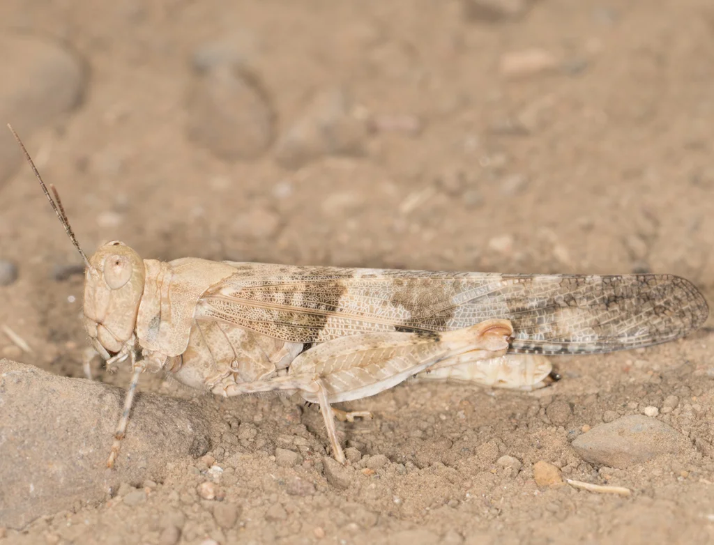 Pallid-winged grasshopper displaying distinctive wing banding patterns