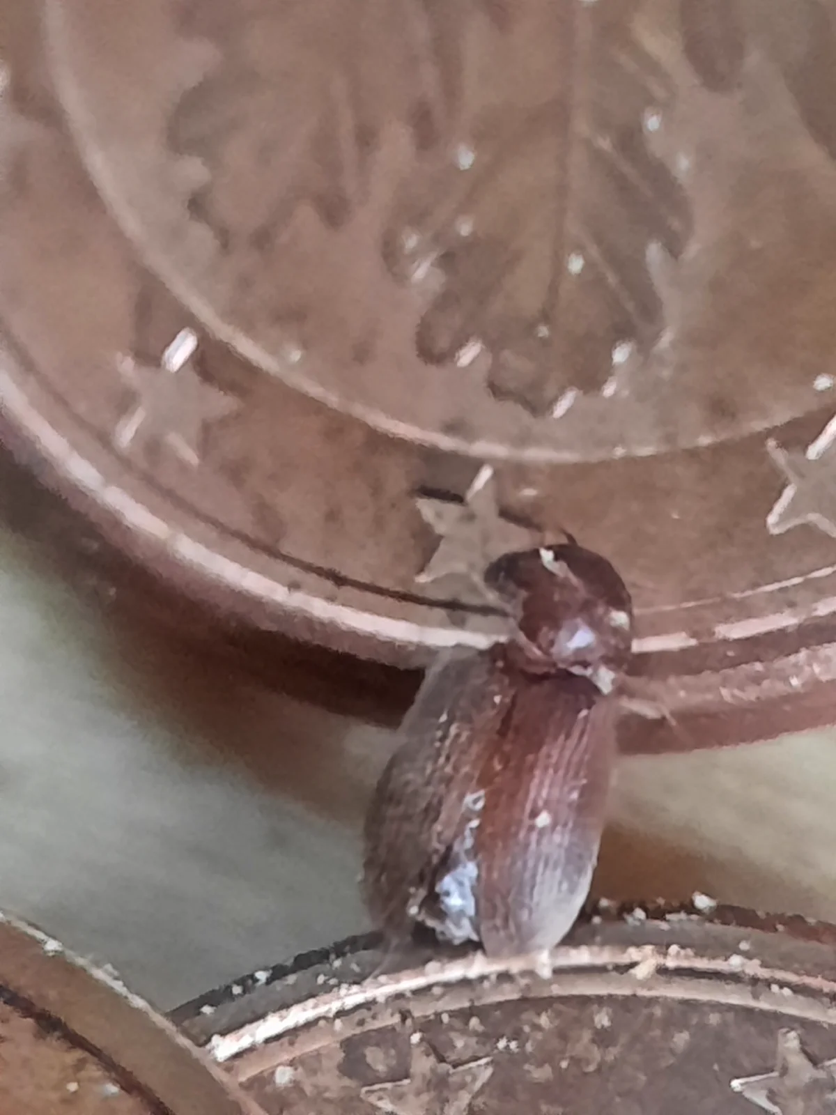 Drugstore beetle next to a coin for size comparison